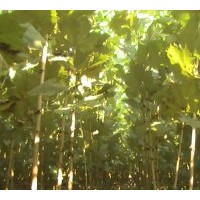 法桐苗.法桐樹苗.法桐小苗慶營苗圃