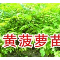 出售黃菠蘿苗 籽 刺嫩芽苗籽 沙棘苗