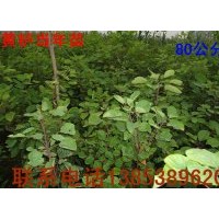 黃櫨苗￥優(yōu)質(zhì)黃櫨苗￥1米黃櫨苗