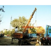 田兆銀杏樹專供