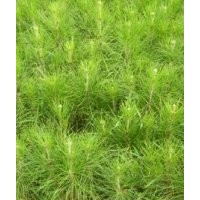 供應(yīng)中國玉林馬尾松苗 濕地松苗 杉木苗 松木苗 松樹苗 本地松苗