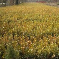 供應(yīng)大葉黃楊小苗金葉女貞小苗紅葉小檗小苗