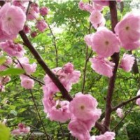 榆葉梅，綠化苗木