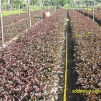 大量出售各種扦插小苗：黃刺梅、四季玫瑰、冷香玫瑰