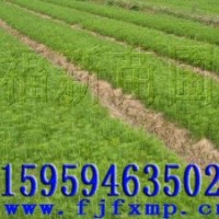 馬尾松苗,馬尾松種子,香樟種子,香樟苗,樟樹苗,杉木苗,木荷種子,