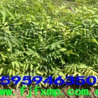 無患子苗,無患子種子,桂花苗,杉木苗,杉木種子,濕地松種子,檫木苗