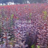 大量供應海棠