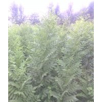 出售；速生國(guó)槐小苗。。50萬顆，，速生白蠟小苗20萬顆