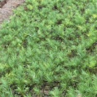 白皮松小苗批發(fā)