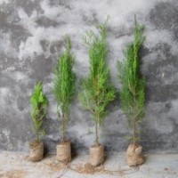 優(yōu)質(zhì)黑松低價(jià)出售