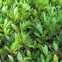 供應海南變葉木