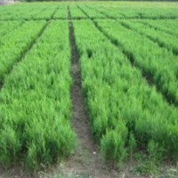 供應(yīng)側(cè)柏苗
