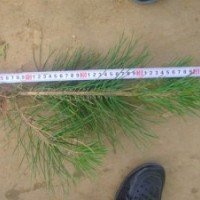 供應(yīng)油松苗 50公分油松苗 油松樹苗 油松小苗