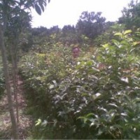 桂花小苗供應(yīng)