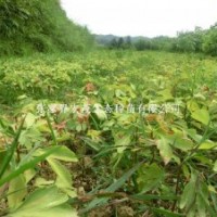 供應(yīng)銀杏樹苗