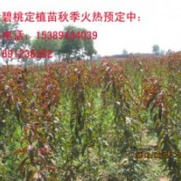 紅葉桃苗、紅葉碧桃兩年生苗、高桿碧桃苗