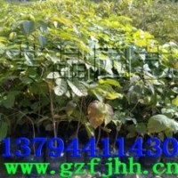 紅花風(fēng)鈴木苗,黃花風(fēng)鈴木苗,黑木相思苗,木荷苗,香樟苗,鳳凰木苗