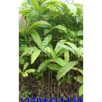 灰木蓮苗,格木苗,紅錐苗,仁面苗,紅花油茶苗,米老排苗,桃花心苗,