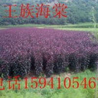 王族海棠苗-王族海棠