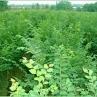 供一年生櫸樹，樸樹，烏桕，欒樹小苗