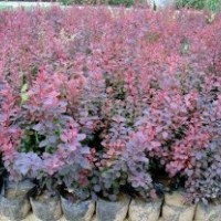 紅花繼木 漳州苗木市場(chǎng)購(gòu)銷中心