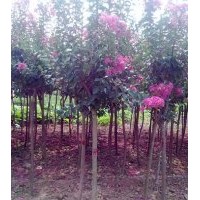 龍柏 刺柏 鋪地柏蜀快