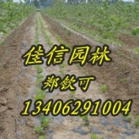 佳信園林法桐小苗,白蠟小苗,國槐小苗