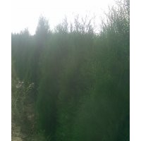 供應(yīng)白皮松 油松 華山松 黑松 1.5-2米的蜀檜 側(cè)柏