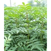 出售九葉青花椒苗、桂花（金桂丹桂日香桂等）便宜賣了