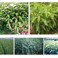 出售香樟苗各種規(guī)格便宜了