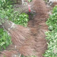 大量出售香椿苗便宜了要的快