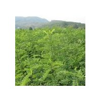 皂角苗皂角苗價格