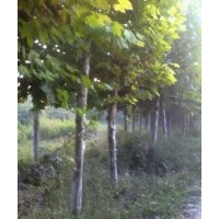 各種綠化苗木國(guó)槐 法桐 白蠟 柳樹  海棠  碧桃  山桃 榆葉梅 紅