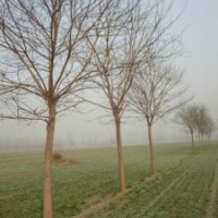 國(guó)槐 秋季國(guó)槐價(jià)格 河北國(guó)槐 江蘇國(guó)槐 濱州國(guó)槐