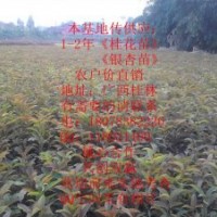 專供1-2年〈銀杏小苗，桂花小苗》