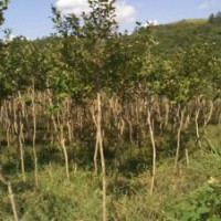 獨(dú)桿3公分左右全冠紅花小葉紫薇20000棵出售