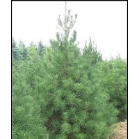 供應(yīng)白皮松1-8米白皮松油松華山松國(guó)槐側(cè)柏(圖)
