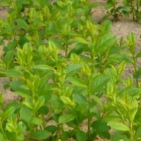 鈣果苗出售 供應(yīng)鈣果苗 批發(fā)鈣果苗 鈣果苗種子 鈣果苗供應(yīng)