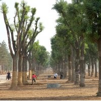 出售紫穗槐國槐國槐小苗