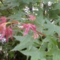 供應(yīng)五角楓小苗 五角楓價(jià)格 五角楓種植基地