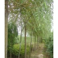 苗農(nóng)供應(yīng)柳樹 柳樹種植基地 速生柳價(jià)格 漳河柳價(jià)格、旱柳價(jià)格、