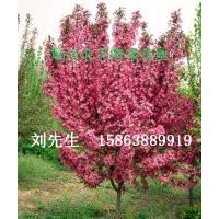 北美海棠供應(yīng) 北美海棠芽苗 冬紅海棠 梨樹苗