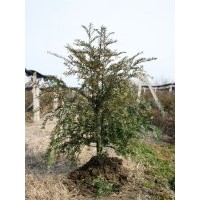 南方紅豆杉小苗大量出售