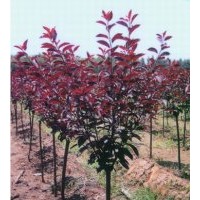 供應紅葉碧桃紫葉矮櫻紫葉李榆葉梅