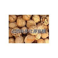 供應核桃籽蘋果籽桃胡杏胡國槐籽