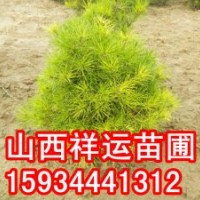 國槐苗 刺槐苗 五角楓苗 白臘苗 皂角苗 柳樹苗 楊樹苗 海