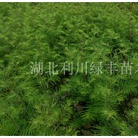 供應(yīng)湖北利川水杉樹苗 水杉小苗價(jià)格 水杉種子批發(fā) 20公分水杉苗