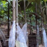 速生白蠟 國槐悶子