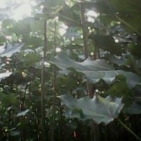 楊樹苗；107楊樹苗