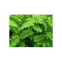 供應刺槐苗，5公分刺槐，8公分刺槐，10公分刺槐